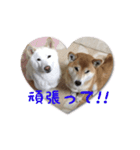 柴犬モモちゃんとサキちゃん（個別スタンプ：4）