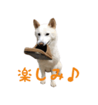 柴犬モモちゃんとサキちゃん（個別スタンプ：5）