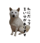 柴犬モモちゃんとサキちゃん（個別スタンプ：8）