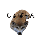 柴犬モモちゃんとサキちゃん（個別スタンプ：9）