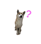 柴犬モモちゃんとサキちゃん（個別スタンプ：12）