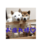 柴犬モモちゃんとサキちゃん（個別スタンプ：13）