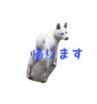 柴犬モモちゃんとサキちゃん（個別スタンプ：14）