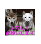 柴犬モモちゃんとサキちゃん（個別スタンプ：16）