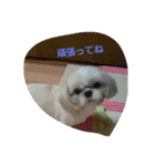 とこちゃんハウス（個別スタンプ：15）