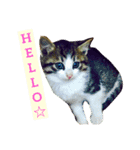 ちょこときなこ（個別スタンプ：1）