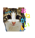 ちょこときなこ（個別スタンプ：2）