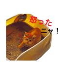 ちょこときなこ（個別スタンプ：3）