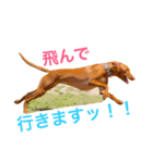 ファラオハウンドのドラミちゃん♡（個別スタンプ：4）