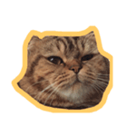 mootiger（個別スタンプ：1）