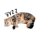 mootiger（個別スタンプ：2）