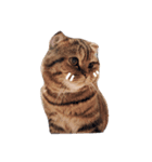 mootiger（個別スタンプ：3）
