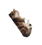 mootiger（個別スタンプ：4）