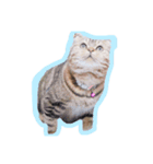 mootiger（個別スタンプ：6）
