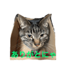 ミーコとアンコ（個別スタンプ：2）