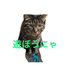 ミーコとアンコ（個別スタンプ：7）