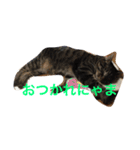 ミーコとアンコ（個別スタンプ：9）