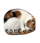 ミーコとアンコ（個別スタンプ：14）