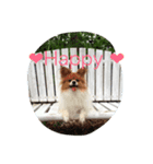 愛犬のくうちゃん（個別スタンプ：1）