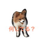 愛犬のくうちゃん（個別スタンプ：2）