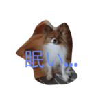 愛犬のくうちゃん（個別スタンプ：3）