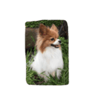 愛犬のくうちゃん（個別スタンプ：4）