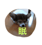 愛犬のくうちゃん（個別スタンプ：7）