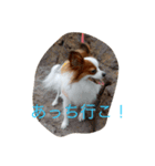 パピヨンのレオ（個別スタンプ：6）