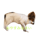 パピヨンのレオ（個別スタンプ：8）