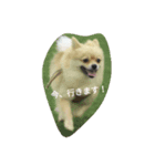 Pomeranian...（個別スタンプ：1）