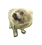 Pomeranian...（個別スタンプ：2）