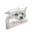 Pomeranian...（個別スタンプ：3）