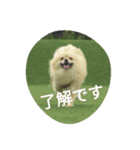 Pomeranian...（個別スタンプ：4）