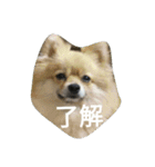 Pomeranian...（個別スタンプ：5）