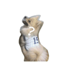 Pomeranian...（個別スタンプ：6）