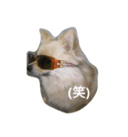 Pomeranian...（個別スタンプ：7）