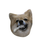 Pomeranian...（個別スタンプ：9）