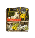 Pomeranian...（個別スタンプ：10）