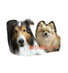 Pomeranian...（個別スタンプ：11）