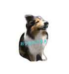 Pomeranian...（個別スタンプ：12）