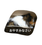 Pomeranian...（個別スタンプ：13）