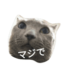 Pomeranian...（個別スタンプ：16）