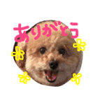 ぽっちゃりリラさん（個別スタンプ：1）