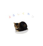 表情豊かなにゃんこスタンプ（個別スタンプ：28）