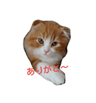 mor-1（個別スタンプ：1）