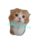 mor-1（個別スタンプ：2）