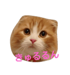 mor-1（個別スタンプ：8）