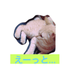 みかんのスタンプ(ネコ)（個別スタンプ：2）
