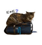 ゆる猫るるニャン（個別スタンプ：1）