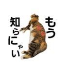 ゆる猫るるニャン（個別スタンプ：2）